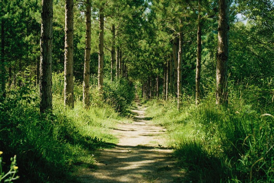 Image of a sunlit forest path with pine trees lining either side of the path stretching into the distance
